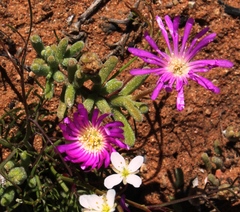 Drosanthemum