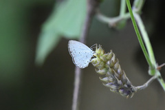 Celastrina argiolus