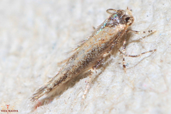 Cosmopteriginae