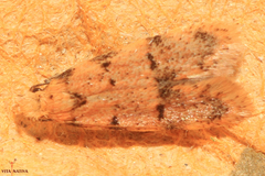 Symmoca tofosella