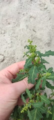 Oxybasis glauca