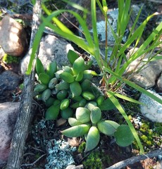 Anacampseros telephiastrum