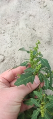 Oxybasis glauca