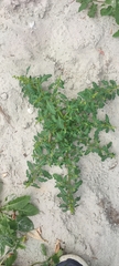 Oxybasis glauca