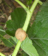 Lasioptera rubi