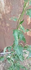 Atriplex sagittata