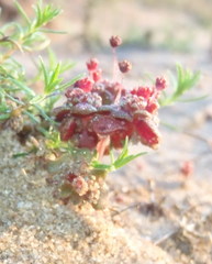 Crassula umbellata