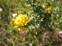 Aspalathus securifolia