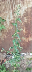 Atriplex sagittata