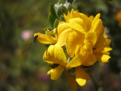 Aspalathus securifolia