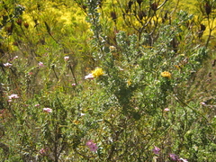 Aspalathus securifolia