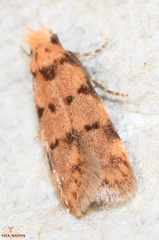 Symmoca tofosella