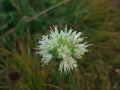 Allium ochroleucum