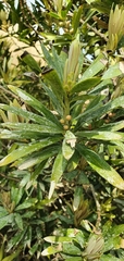 Podocarpus latifolius