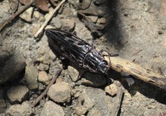 Chalcophora mexicana