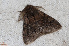 Ocneria atlantica
