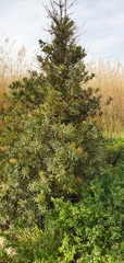 Podocarpus latifolius