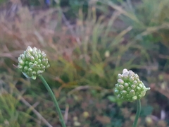 Allium ochroleucum