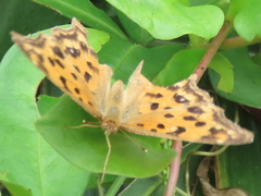 Polygonia c-aureum lunulata