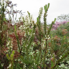 Struthiola hirsuta