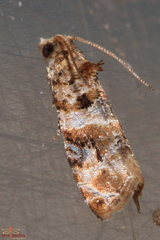 Lobesia botrana