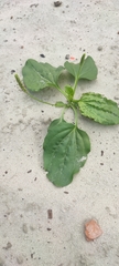 Plantago major