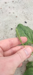 Plantago major