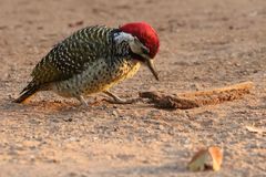 Campethera bennettii bennettii