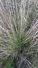 Bromus carinatus