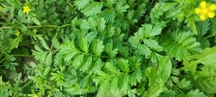 Potentilla paradoxa