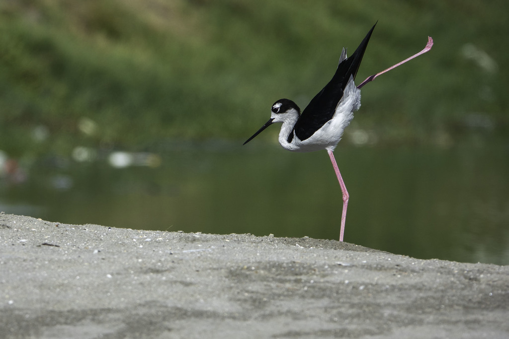 Black-necked Stilt