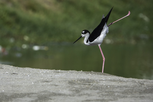 Black-necked Stilt