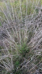 Bromus carinatus