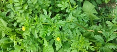 Potentilla paradoxa