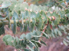 Cliffortia reniformis