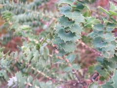 Cliffortia reniformis