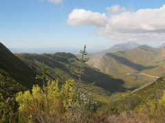 Cliffortia reniformis