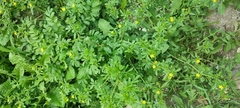 Potentilla paradoxa