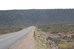 Lessertia falciformis