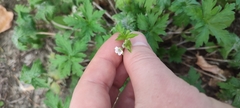 Geranium sibiricum