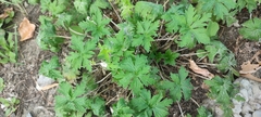 Geranium sibiricum
