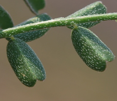 Lessertia falciformis