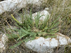 Oxytropis microphylla