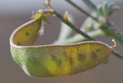 Lessertia falciformis