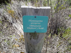 Thamnochortus spicigerus