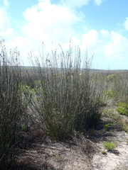 Thamnochortus spicigerus
