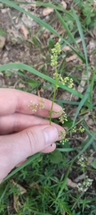 Galium mollugo