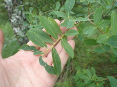 Salix kochiana