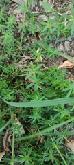 Galium mollugo
