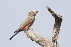 Coracias naevius mosambicus